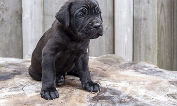 Adorable black puppy sitting on a wooden surface in front of a weathered fence.