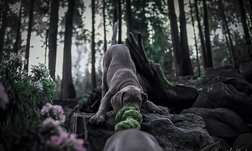 A playful puppy with a green ball in a forested setting, surrounded by rocks, trees, and pink flowers, capturing a memorable moment in nature.