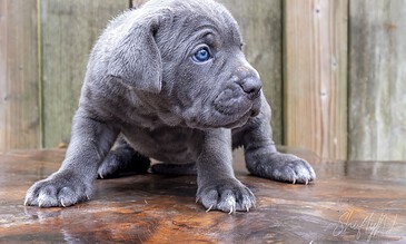Cute gray puppy with striking blue eyes, standing on a wooden surface outdoors against a background of wooden fencing.