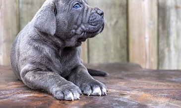 A adorable gray puppy with blue eyes lying on a wooden surface outdoors, captured with beautiful natural lighting and a blurred wooden fence background.