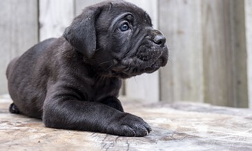 Adorable black puppy with blue eyes lying on a wooden surface against a rustic wooden background.
