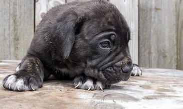 Cute black puppy lying on wooden surface, resting its head with one paw extended, set against a rustic wooden background, capturing adorable moments of puppy photography.