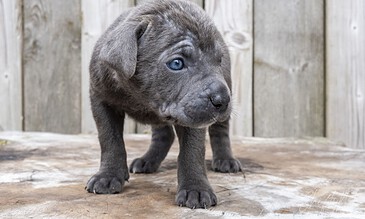Adorable gray puppy with striking blue eyes standing on a rustic wooden surface with a weathered wooden background.