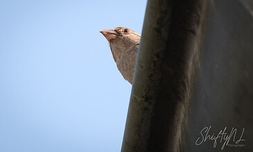 A bird peeking out from behind a tree trunk against a clear blue sky.