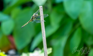 Dragonfly perched on a thin stick amidst lush green foliage, showcasing macro photography of nature and wildlife.