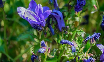 Vibrant blue and purple irises blooming in a lush garden, showcasing intricate petal details and fresh green foliage. Perfect for nature and floral photography enthusiasts.