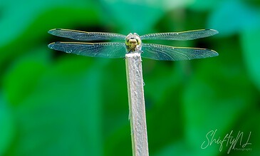 A dragonfly perched on a thin stem with a blurred green background.