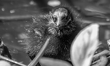 Close-up of a young black duckling with wet feathers, swimming among water lilies in a pond, captured in black and white.
