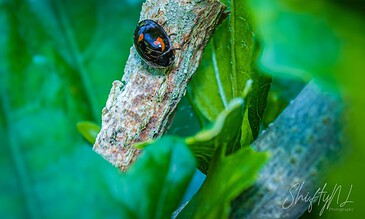 Close-up of a ladybug on a tree branch amidst green foliage, showcasing macro detail and vibrant colors.
