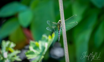 A dragonfly perched on a thin stick amidst green foliage, showcasing intricate wing details and vibrant colors.
