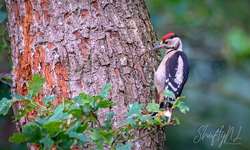 Great spotted woodpecker clings to a tree trunk in a natural forest setting, showcasing its distinctive black, white, and red plumage.