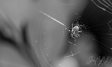A spider sitting in the center of its intricate web, captured in black and white. The detailed web showcases the delicate craftsmanship of this small creature in nature.