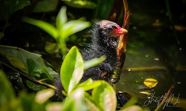 Close-up of a baby bird emerging from water amidst lush green foliage in a natural wetland setting.