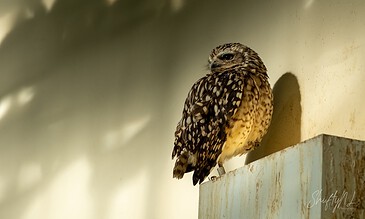 1. Close-up of an owl perched on a ledge, showcasing intricate feather details and intense gaze against a softly blurred background.