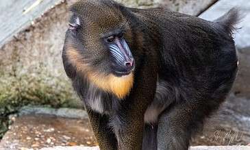 1. A close-up of a mandrill monkey with vibrant facial colors and dark fur, standing on a natural outdoor setting, showcasing wildlife photography skills.