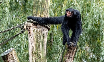 A black spider monkey standing on a wooden post in a lush green rainforest setting.