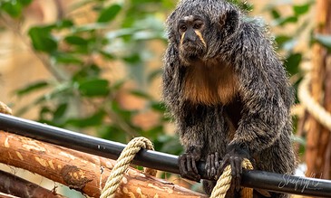 1. Close-up of a young monkey sitting on a wooden branch in a lush green jungle environment, showcasing detailed fur and thoughtful expression.