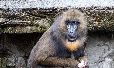 1. Bornean orangutan with detailed facial features, sitting outdoors and holding a peeled banana, showcasing wildlife photography.