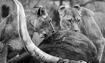 1. Two lions, one with a prominent mane and the other with a sleek face, interact on a tree trunk in black and white, capturing the essence of wildlife photography.