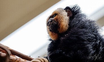 Vibrant close-up of a teddy bear with a textured fur surface, showcasing warm brown and black tones, emphasizing detailed craftsmanship and adorable expression.