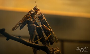1. Close-up of dragonflies perching on a twig, showcasing intricate wings and detailed textures in warm natural light.