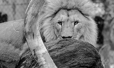 A powerful black and white photo of a majestic lion with piercing eyes, resting its head on a large, fallen log, showcasing raw wildlife beauty and strength.