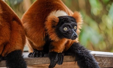 Colorful red ruffed lemur with striking black face and yellow eyes perched on a wooden railing in a lush green forest setting, showcasing wildlife photography.