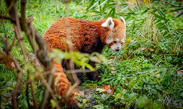 A young red panda exploring lush green foliage in a dense forest setting.