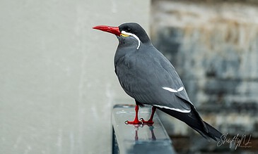 A beautiful black and white bird with a bright red beak perched on a railing, showcasing stunning wildlife photography.