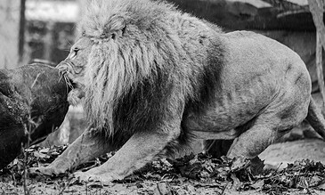 Majestic lion with a flowing mane crouching in a natural setting, capturing a powerful wildlife moment in black and white.