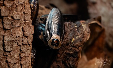 1. Close-up of a glossy black beetle on textured tree bark, highlighting intricate details of the insect's wings and head in natural lighting.
