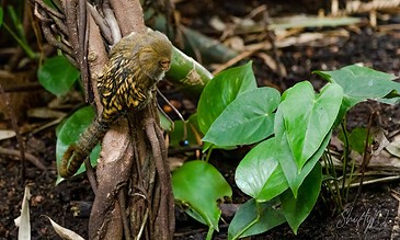 1. Small brown bird with black streaks perched on tree roots in a lush green forest, surrounded by vibrant leaves and soil.