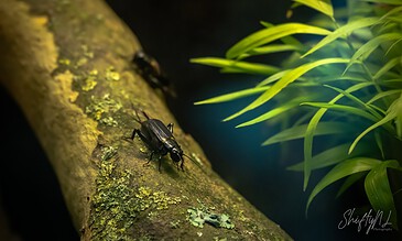 1. Close-up of a beetle on moss-covered tree log with lush green leaves on side, vibrant and detailed macro shot.