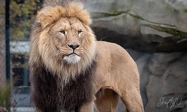 Majestic lion standing outdoors with a rugged rocky background, showcasing detailed facial features and a full mane, captured in high-quality wildlife photography.