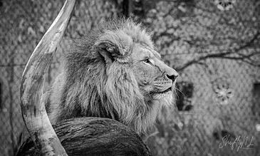 A majestic lion with a full mane, captured in profile, resting with a background of trees, black and white photography emphasizing the details and strength of the animal.