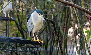 Colorful heron perched on a black metal feeder amidst lush green foliage, capturing a serene moment in nature.