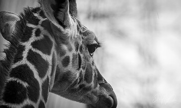 A close-up black and white photograph of a giraffe's head showcasing intricate patterns and textures.