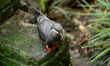 A dark-grey bird with a long, pointed beak and red legs perched on a mossy rock surrounded by green foliage.