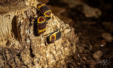 1. Close-up of four colorful ladybugs on a textured tree bark surface, showcasing vibrant yellow, black, and red markings.