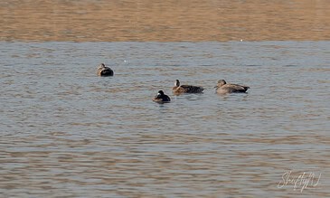 A group of ducks gliding peacefully on a serene lake, showcasing nature's beauty and tranquility. Vibrant ducks swimming in calm water during sunset at a scenic wetland, capturing peaceful nature moments.