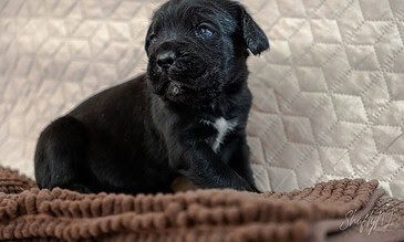 A cute black puppy with a small white patch on its chest, sitting on a soft brown blanket against a quilted beige background, showcasing the innocence and charm of young dogs. Adorable black puppy sitting on a cozy brown blanket with a textured beige background.