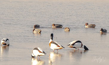 Photograph of ducks resting and swimming in a tranquil water setting, highlighting peaceful wildlife moments at dusk. Duck family peacefully floating on calm water during sunset, capturing nature's serene and beautiful moments.