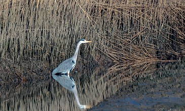 A solitary heron in a wetland setting, surrounded by tall dried reeds and calm water, showcasing natural wildlife photography. Heron gracefully standing in water among reeds, with its reflection visible, capturing a serene moment in nature.