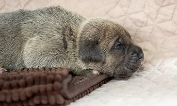 A cute puppy resting peacefully on a textured blanket, showcasing its soft fur and gentle expression, perfect for capturing heartfelt and memorable moments. Soft-coated puppy lying on a blanket with adorable blue eyes and fluffy fur, capturing precious moments of innocence and tenderness.