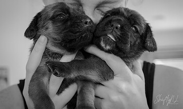 Heartwarming black and white image of a person holding two adorable puppies, capturing joyful and tender pet moments. Cute black puppy twins being gently cuddled, showcasing adorable moments and affectionate pet photography.