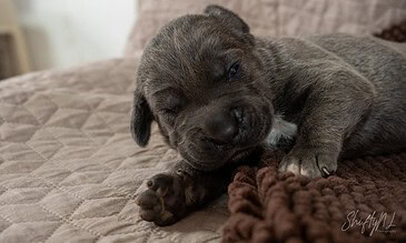 Adorable sleeping puppy lying comfortably on a soft quilted blanket, capturing a tender and heartwarming moment of puppies in a cozy home setting. Adorable gray puppy sleeping on a quilted bedspread with a brown blanket in the foreground.