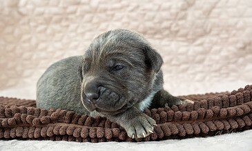 Cute newborn puppy resting peacefully on a soft textured blanket, highlighting expert pet photography and heartfelt moments. Adorable sleeping puppy on a plush brown blanket, showcasing the joyful and precious moments captured in pet photography.