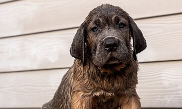 Cuteness overload: a brindle puppy's charming face captured perfectly, highlighting its expressive eyes and wet fur, making it an ideal image for pet lovers and dog enthusiasts. Brindle puppy with soulful eyes against a light wooden background, showcasing adorable, wet fur and expressive face in a high-quality dog photography portrait.