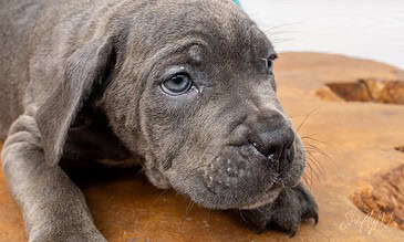 A cute gray puppy resting on a wooden surface, highlighting its adorable face, expressive blue eyes, and gentle demeanor, perfect for pet lovers and animal photography. A curious gray puppy lying on a wooden surface, showcasing adorable features and expressive eyes, capturing a moment of innocence and playfulness.
