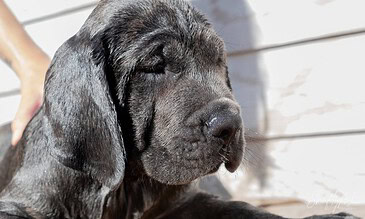 2. A adorable black puppy with damp fur basking in sunlight on a wooden surface, showcasing a peaceful and endearing moment perfect for capturing memorable pet photos. 1. Cute black puppy with wet fur resting on wooden deck, eyes closed, enjoying sunshine, adorable pet photography captured in one place.